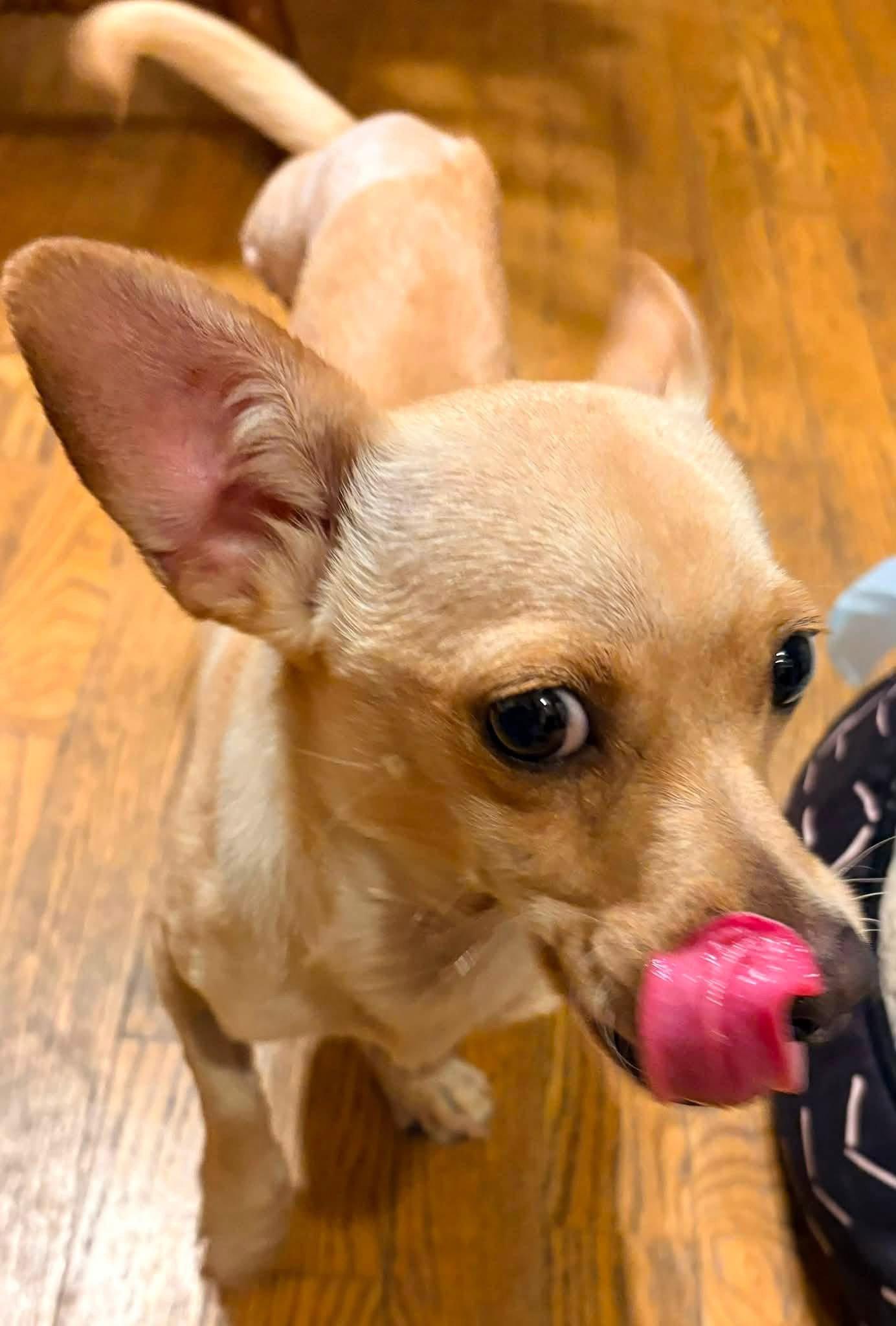 Enlarge Calvin, a Adoptable Chihuahua in New London, WI image 2/3