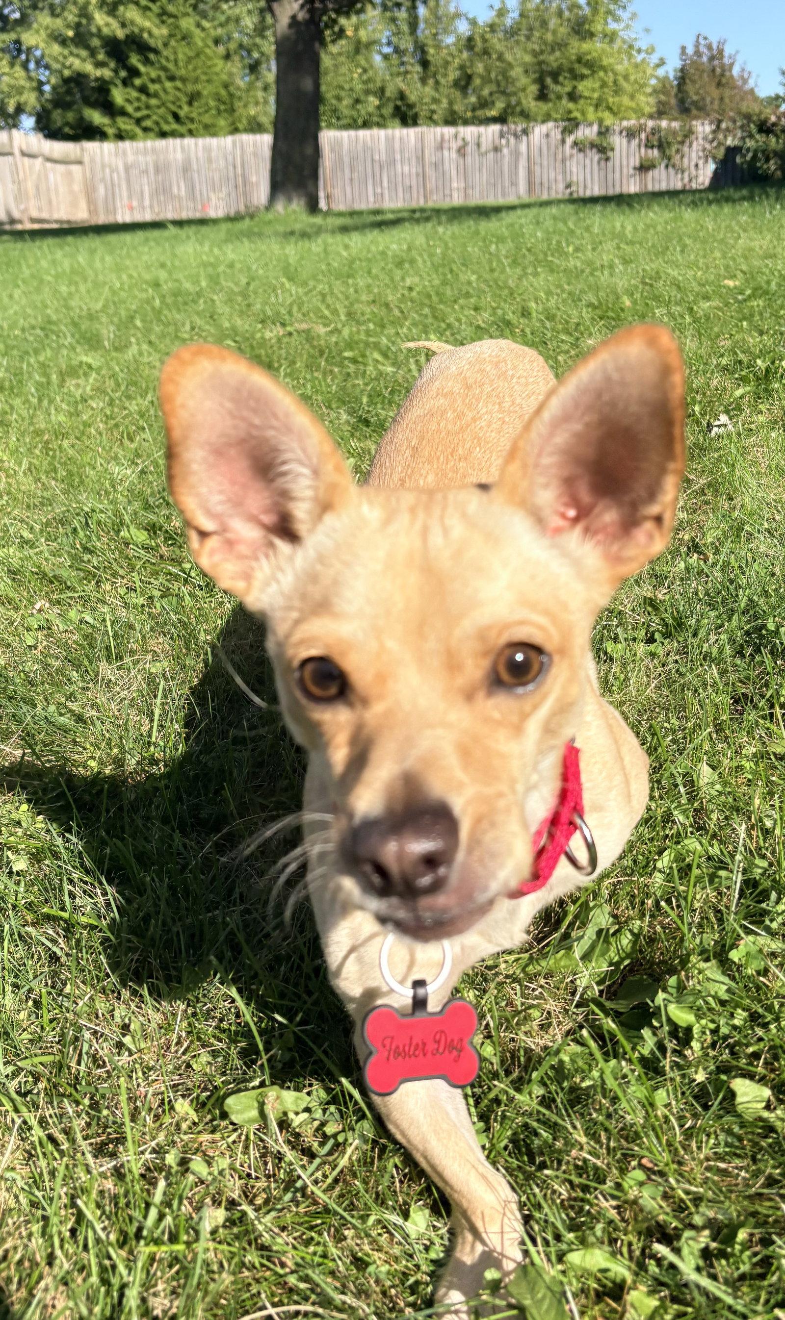 Enlarge Calvin, a Adoptable Chihuahua in New London, WI image 2/3
