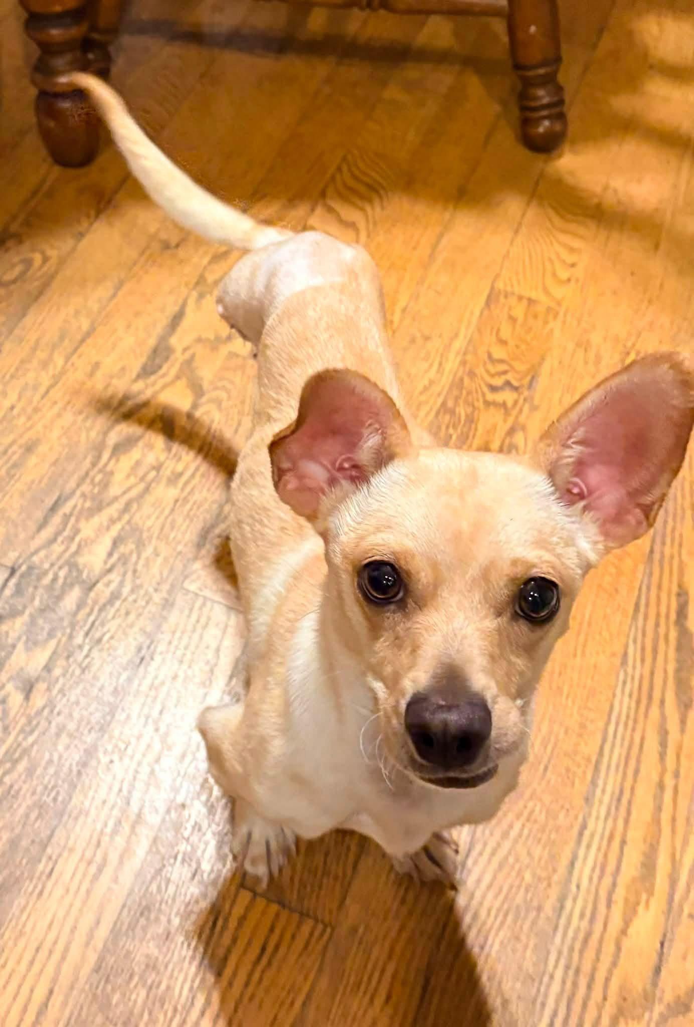 Enlarge Calvin, a Adoptable Chihuahua in New London, WI image 3/3