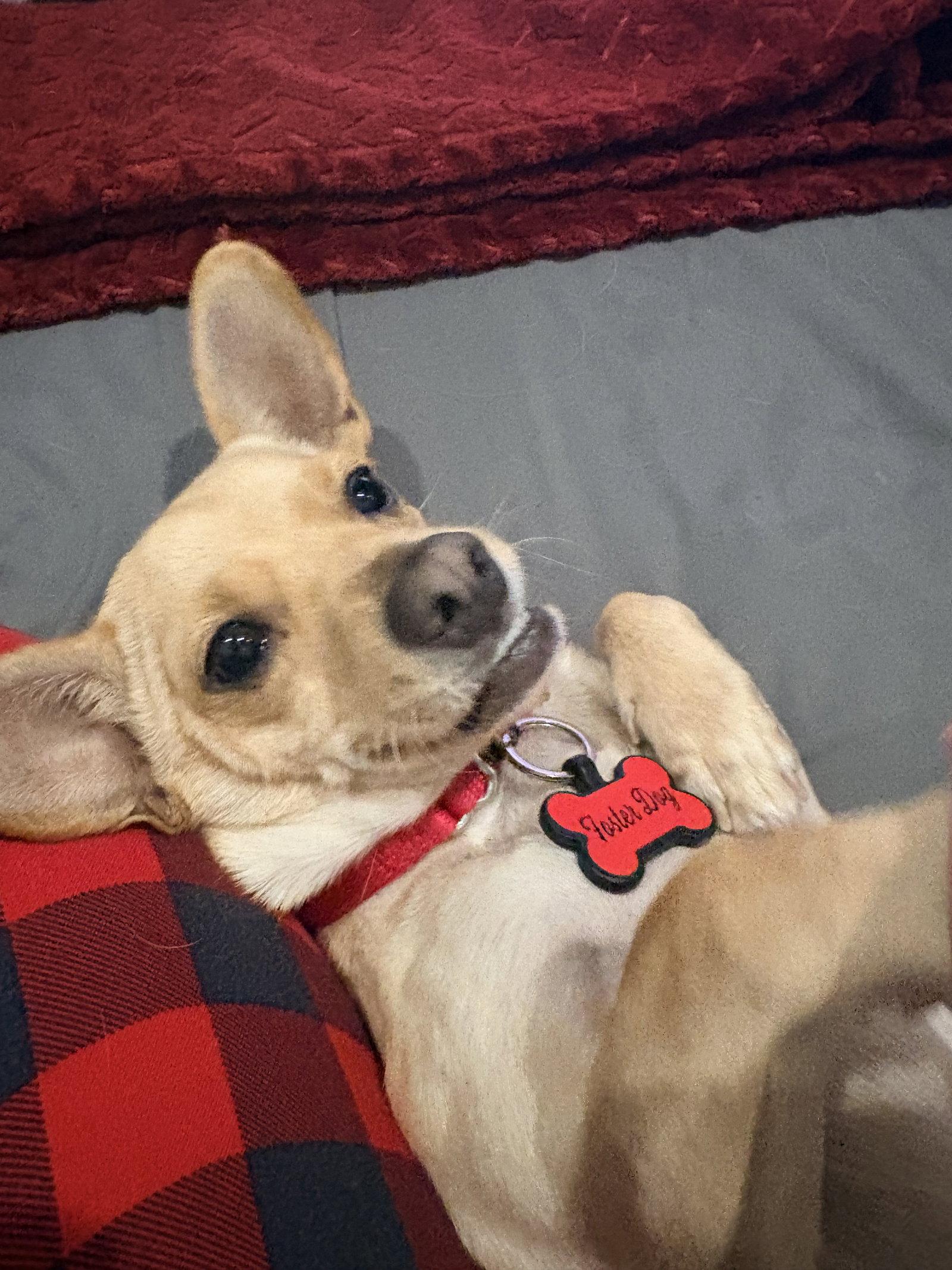 Enlarge Calvin, a Adoptable Chihuahua in New London, WI image 3/3