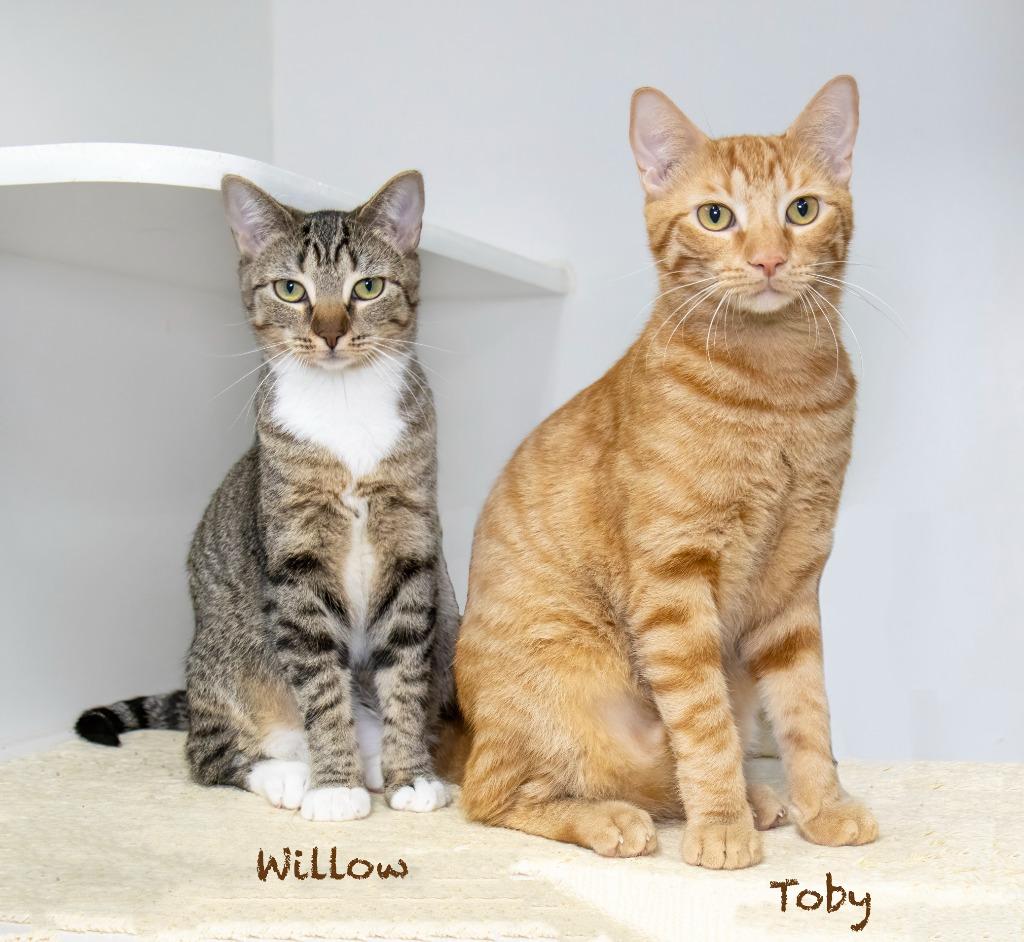 Toby, a Adoptable mixed breed in Hot Springs Village, AR image 2/3