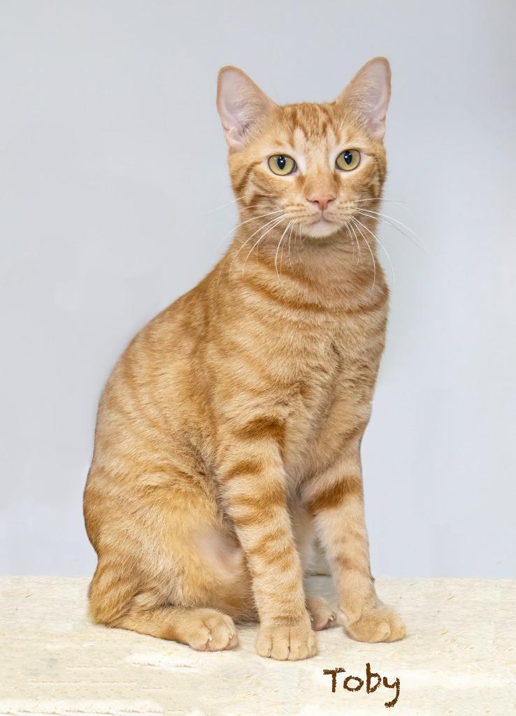 Enlarge Toby, a Adoptable mixed breed in Hot Springs Village, AR image 1/2