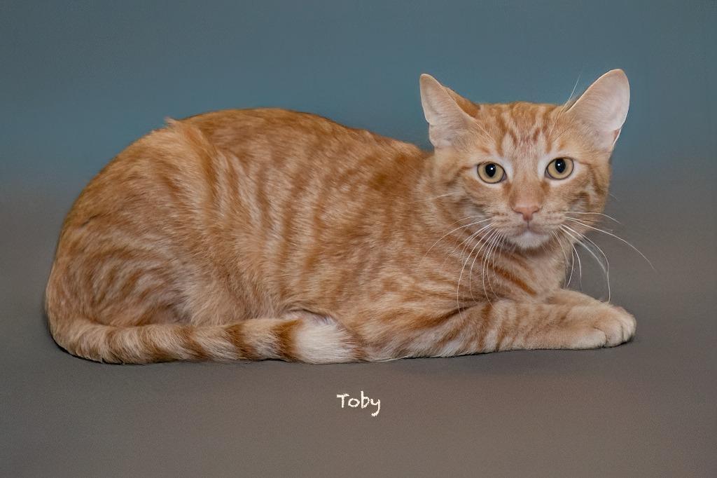 Enlarge Toby, a Adoptable mixed breed in Hot Springs Village, AR image 2/2