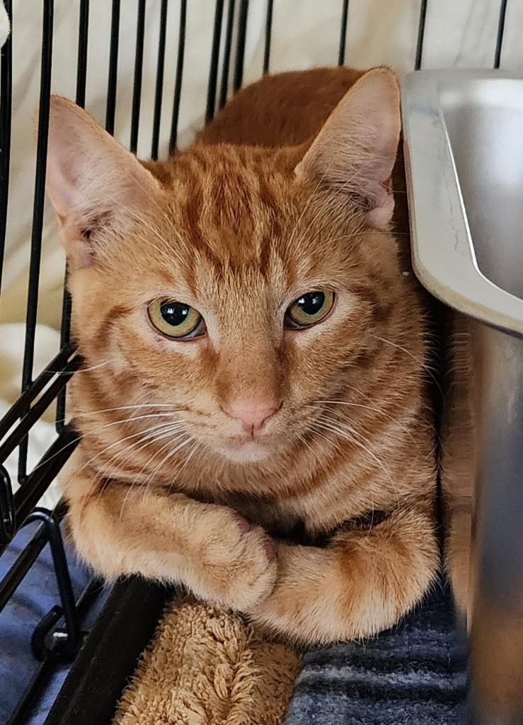 Enlarge Toby, a Adoptable mixed breed in Hot Springs Village, AR image 2/2