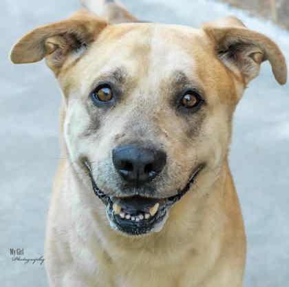 Enlarge Onyx, a Adoptable Mixed Breed in Reidsville, NC image 1/2