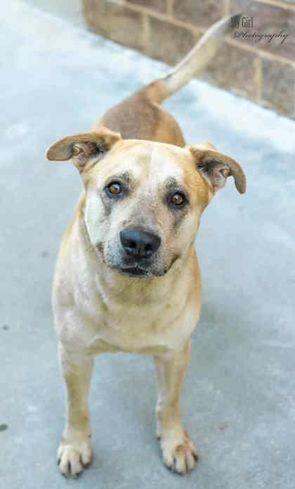 Enlarge Onyx, a Adoptable Mixed Breed in Reidsville, NC image 2/2