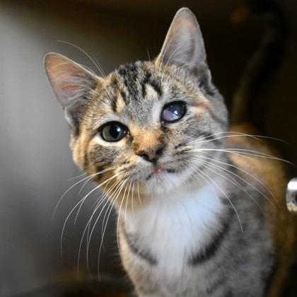 Eggy, Adoptable, Young Female Domestic Short Hair.