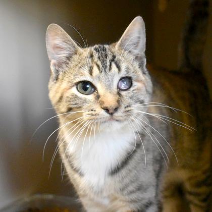 Eggy, a Adoptable Domestic Short Hair in Flagstaff, AZ image 2/3