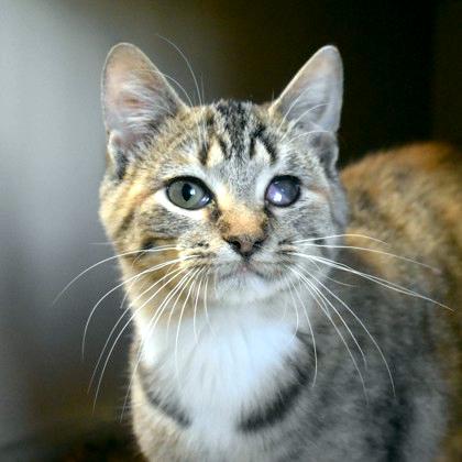 Eggy, a Adoptable Domestic Short Hair in Flagstaff, AZ image 3/3