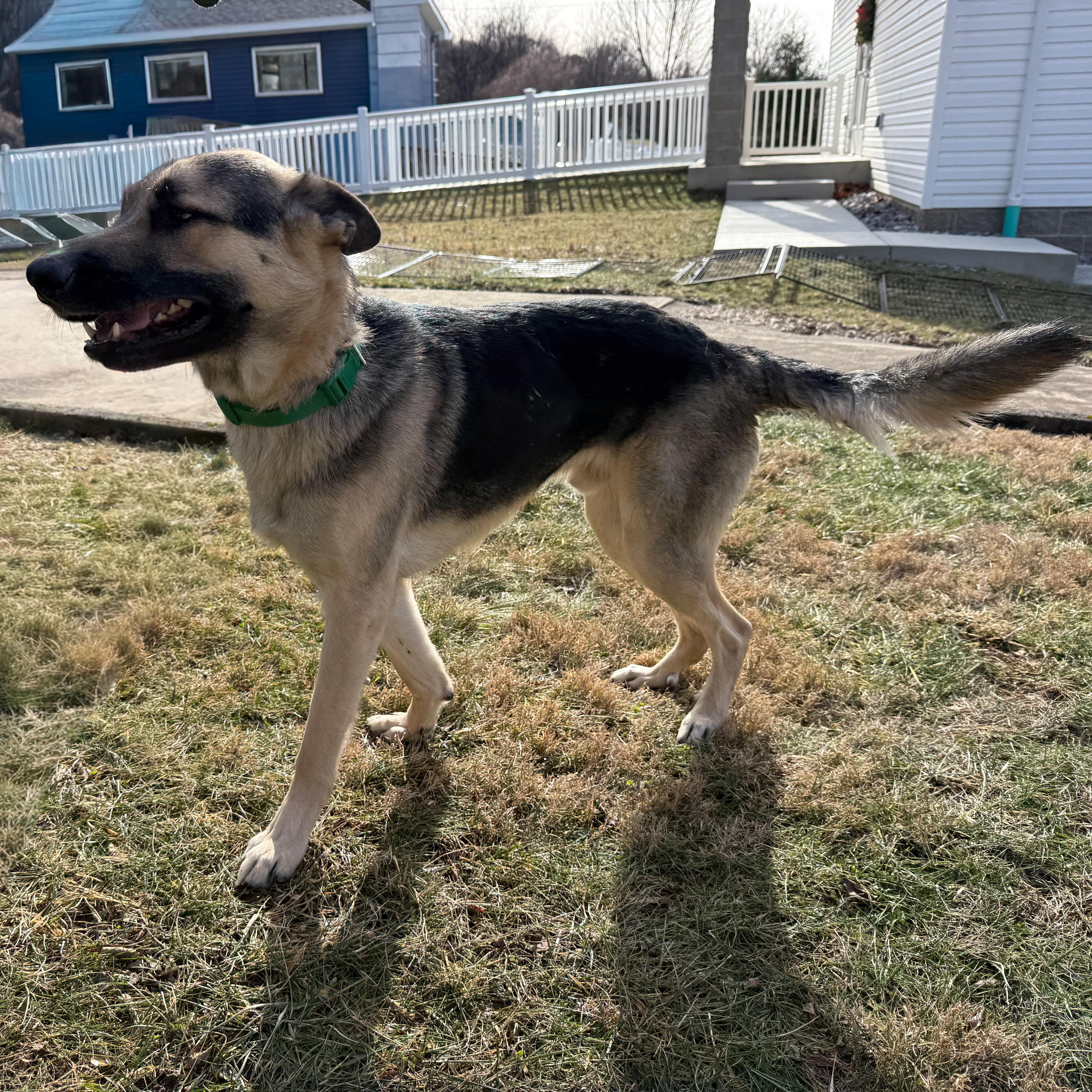 Enlarge Diesel , an adopted German Shepherd Dog in Latrobe, PA image 6/6