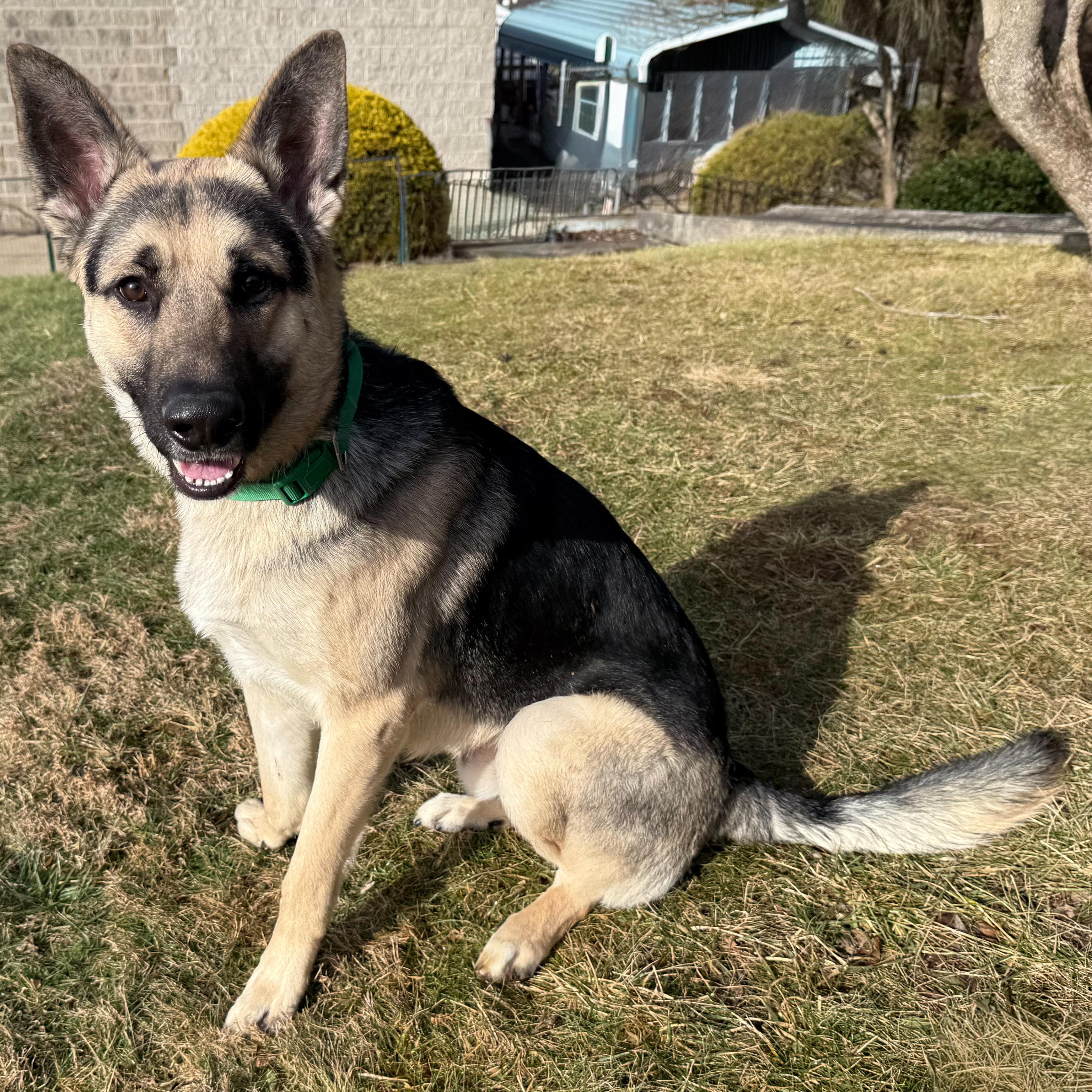 Enlarge Diesel , an adopted German Shepherd Dog in Latrobe, PA image 1/6