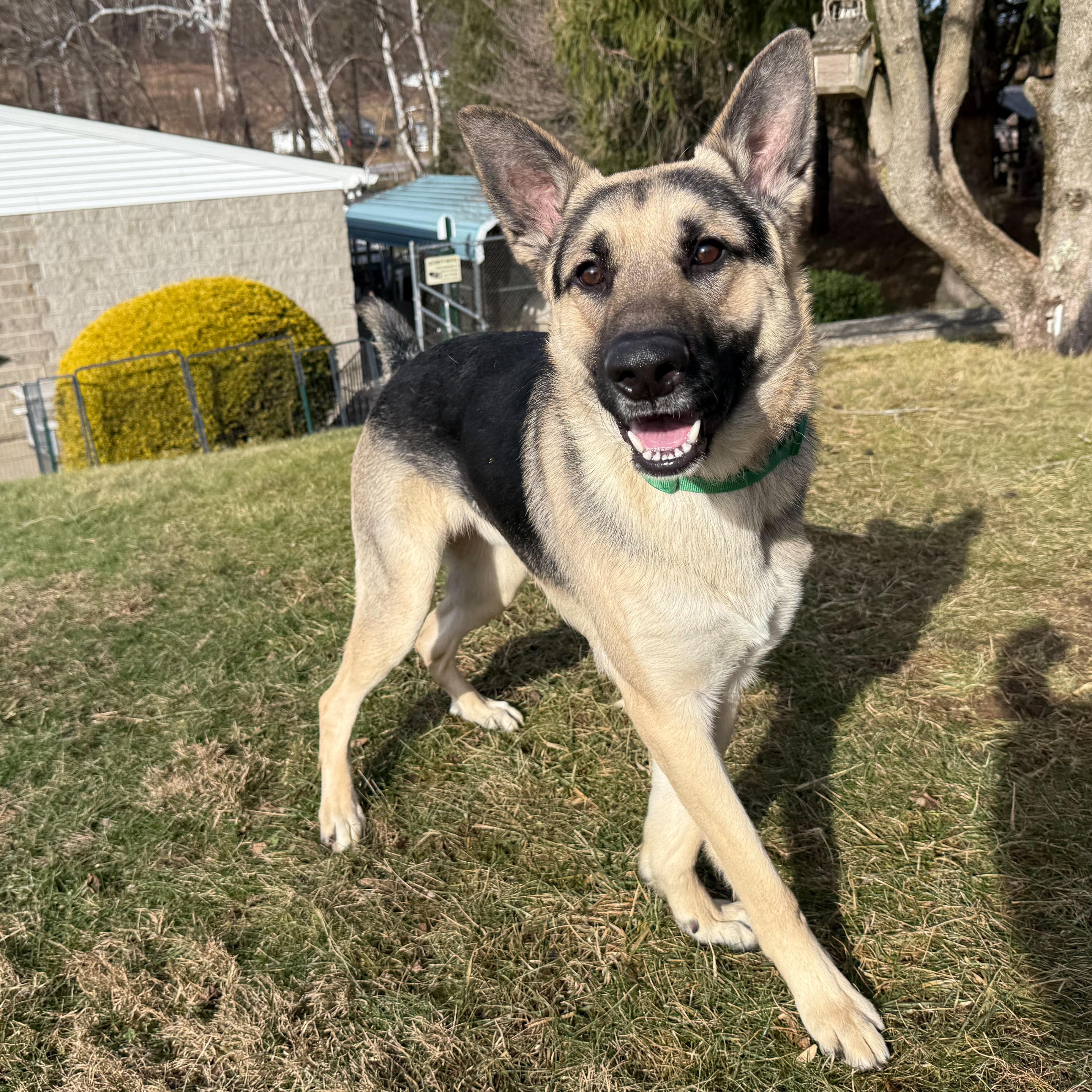 Enlarge Diesel , an adopted German Shepherd Dog in Latrobe, PA image 3/6