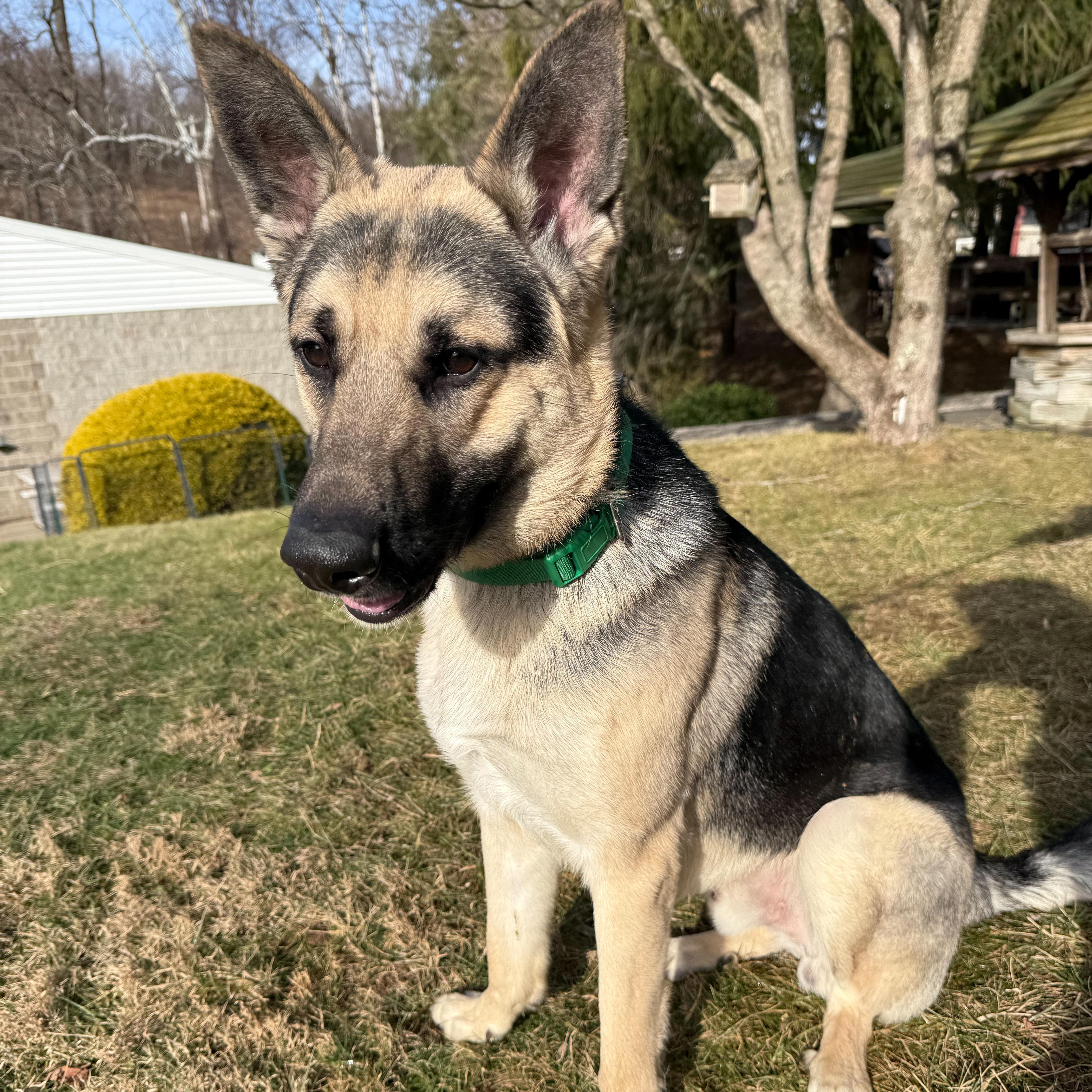 Enlarge Diesel , an adopted German Shepherd Dog in Latrobe, PA image 5/6