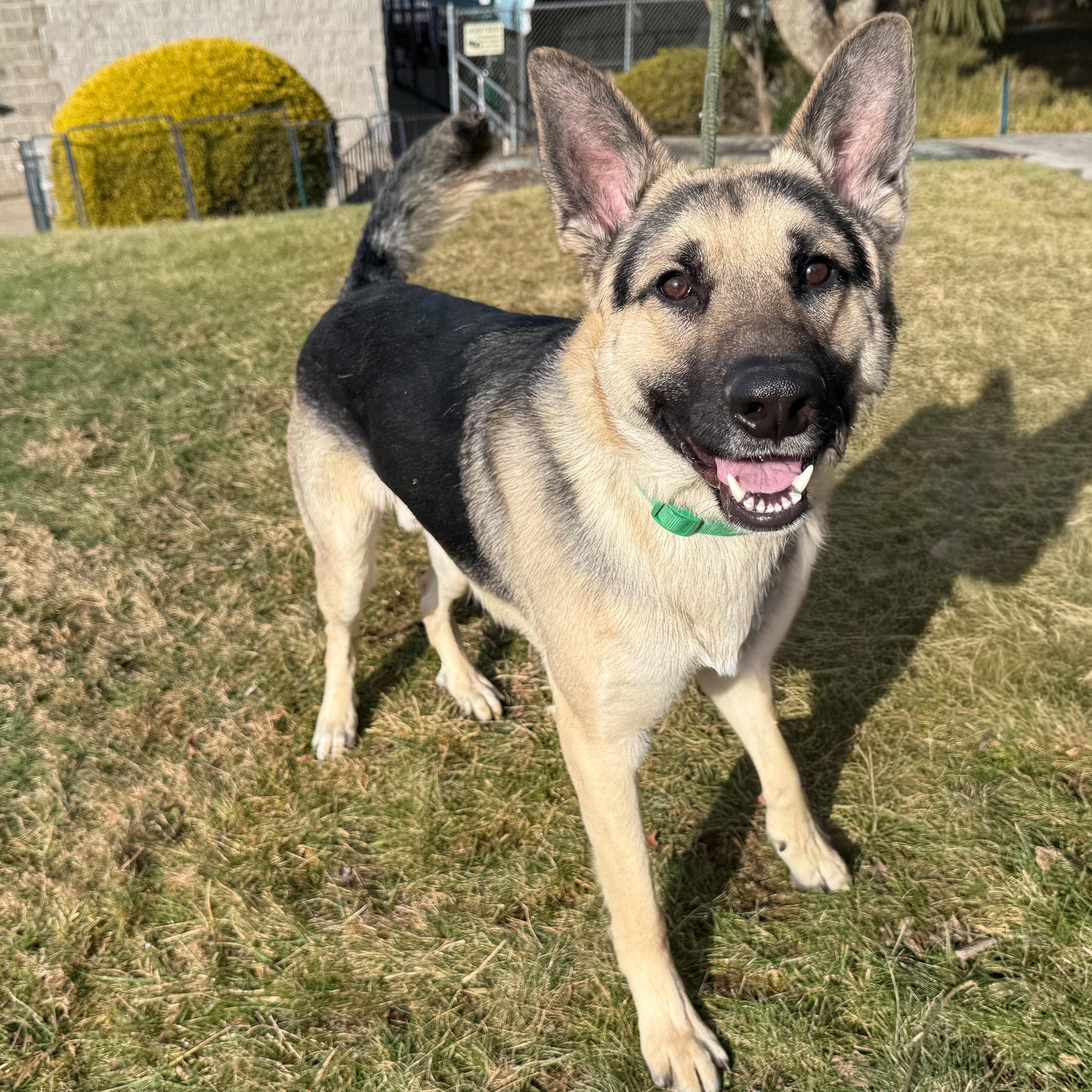 Enlarge Diesel , an adopted German Shepherd Dog in Latrobe, PA image 2/6