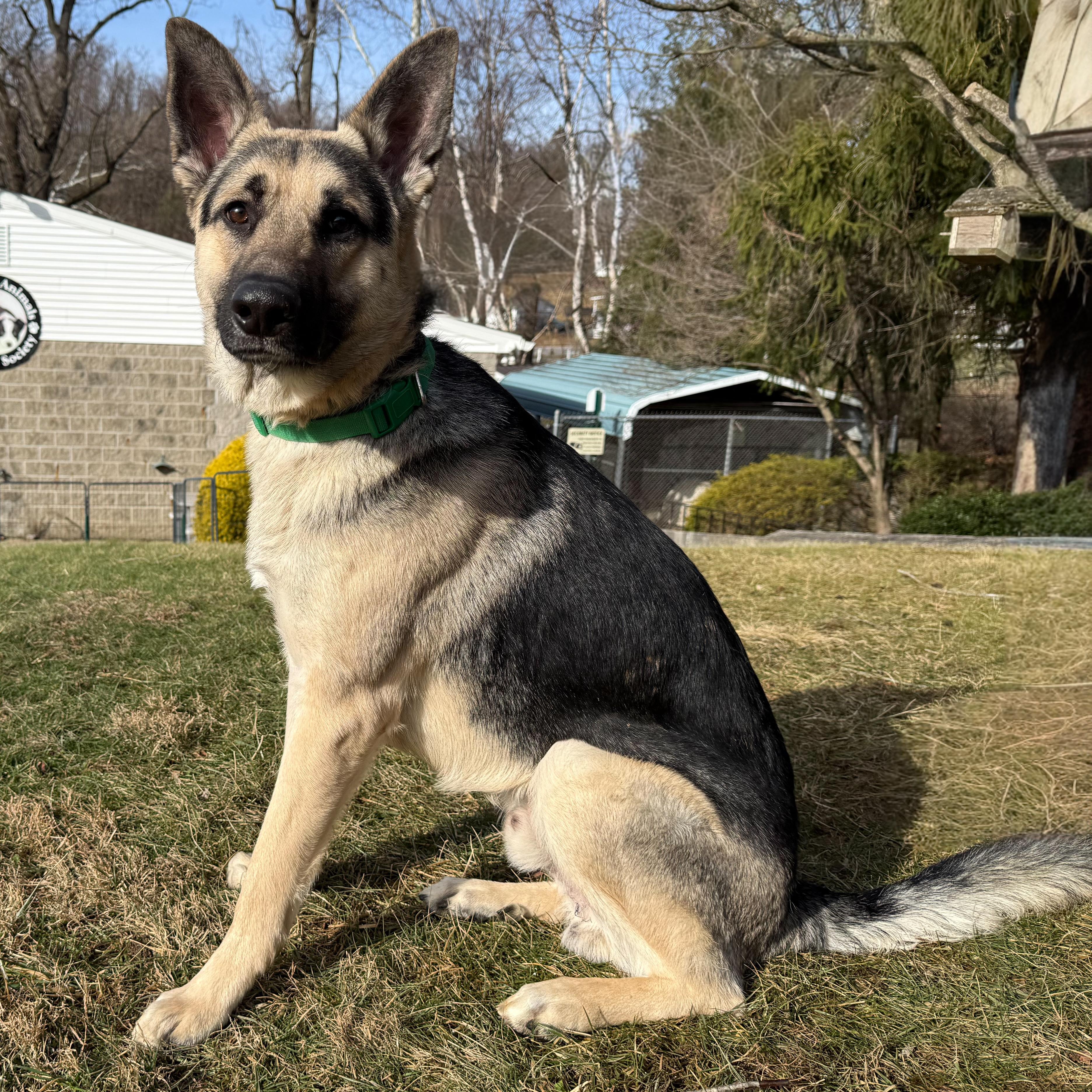 Enlarge Diesel , an adopted German Shepherd Dog in Latrobe, PA image 4/6