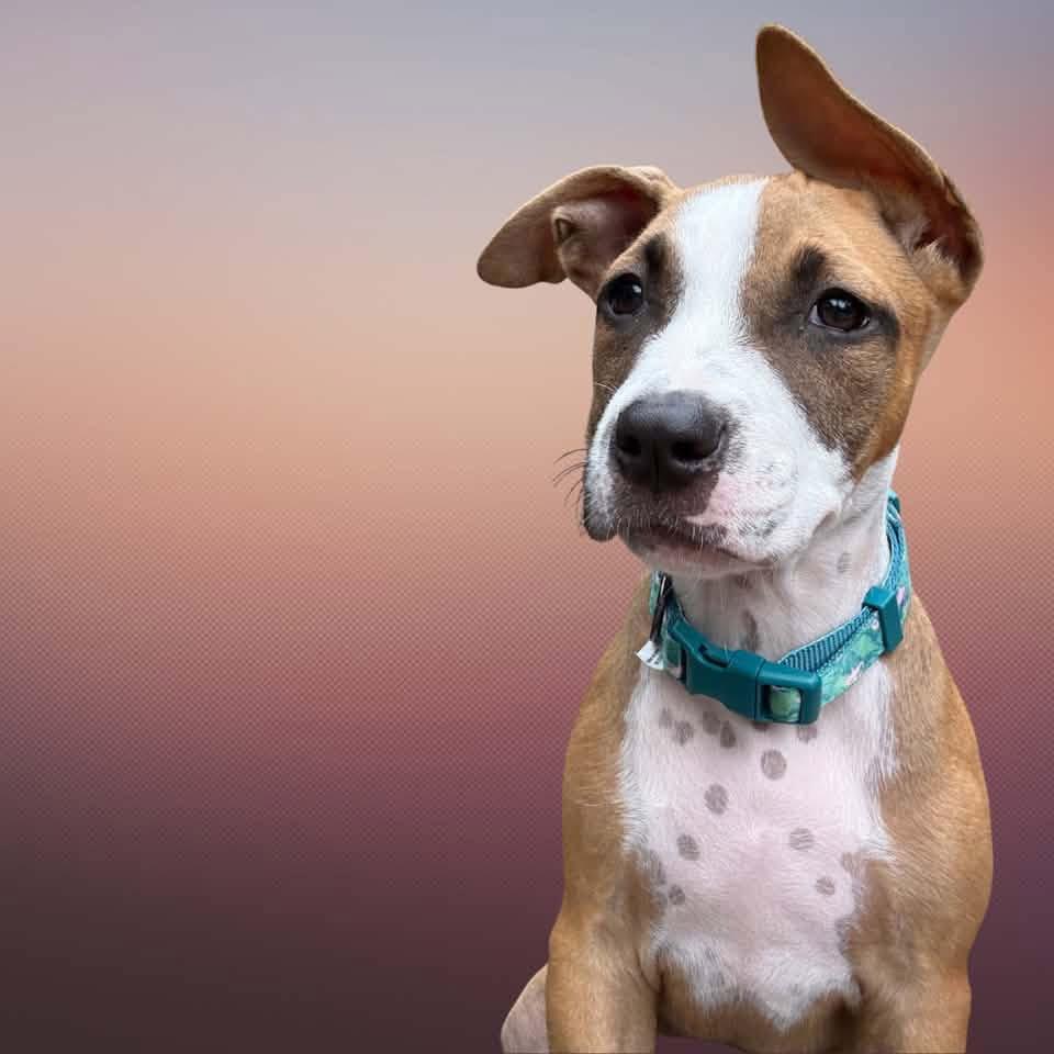 Ezzie, Adoptable, Puppy Female Mixed Breed.