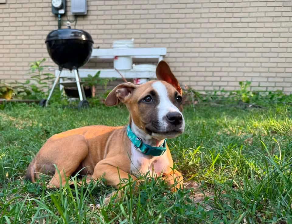 Ezzie, a Adoptable Mixed Breed in Bay City, MI image 2/2