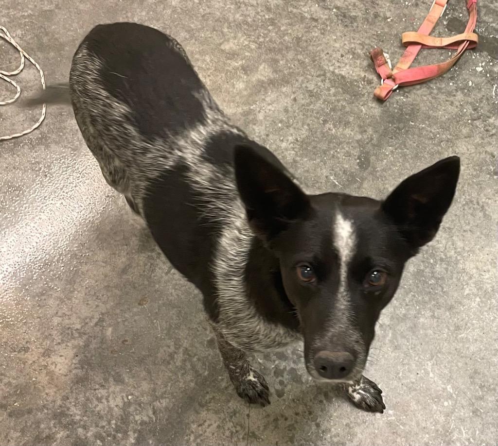 Zara, Adoptable, Adult Female Australian Cattle Dog / Blue Heeler & Mixed Breed.