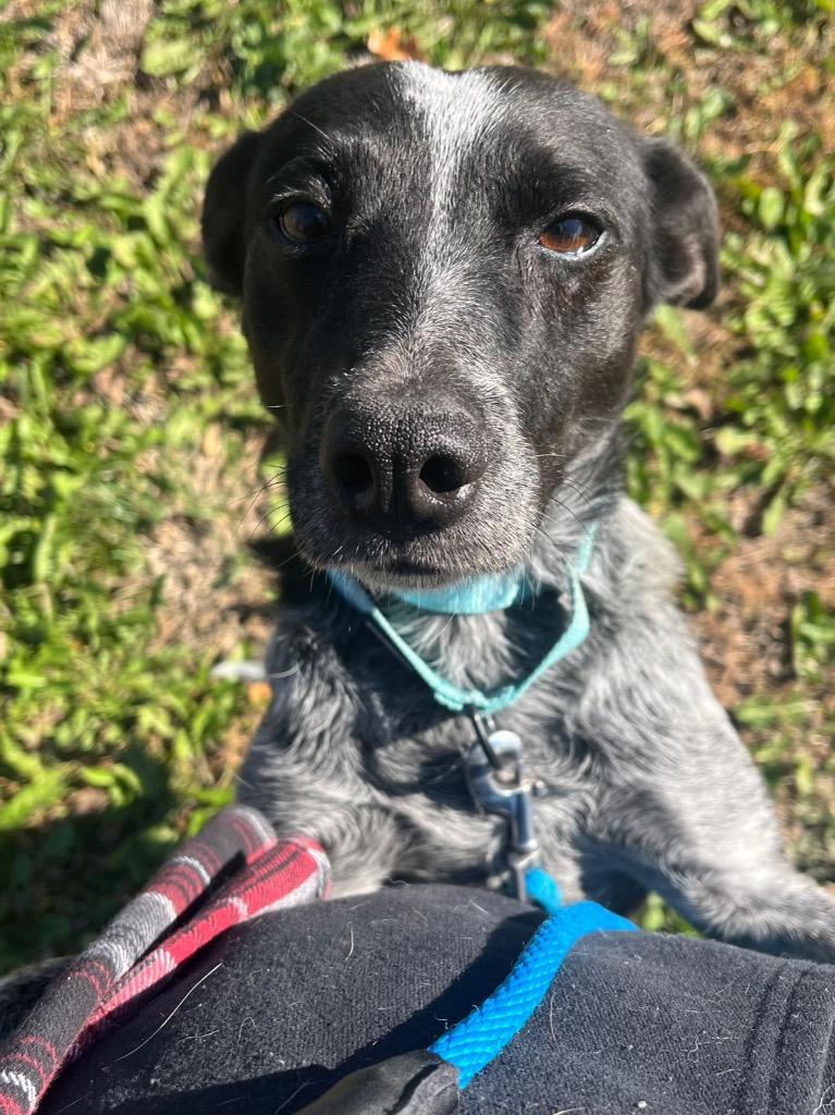 Zara, Adoptable, Adult Female Australian Cattle Dog / Blue Heeler & Mixed Breed.