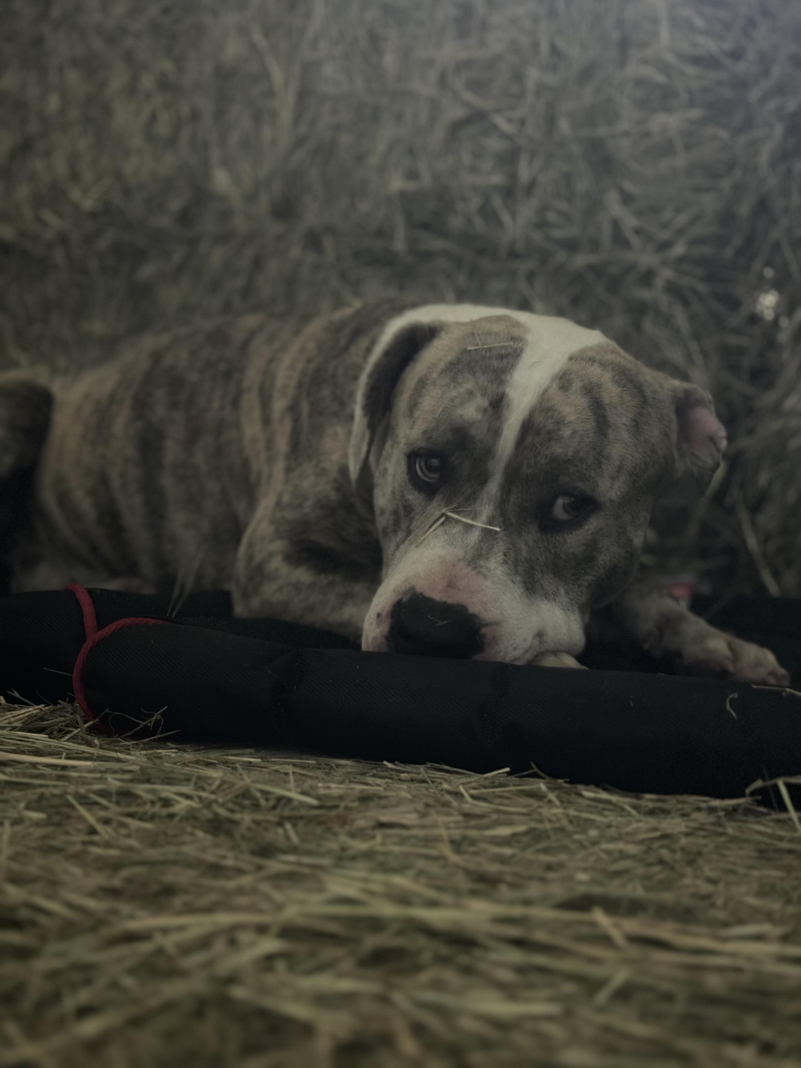 Ollie, a Adoptable American Bully in Manvel, TX image 1/5
