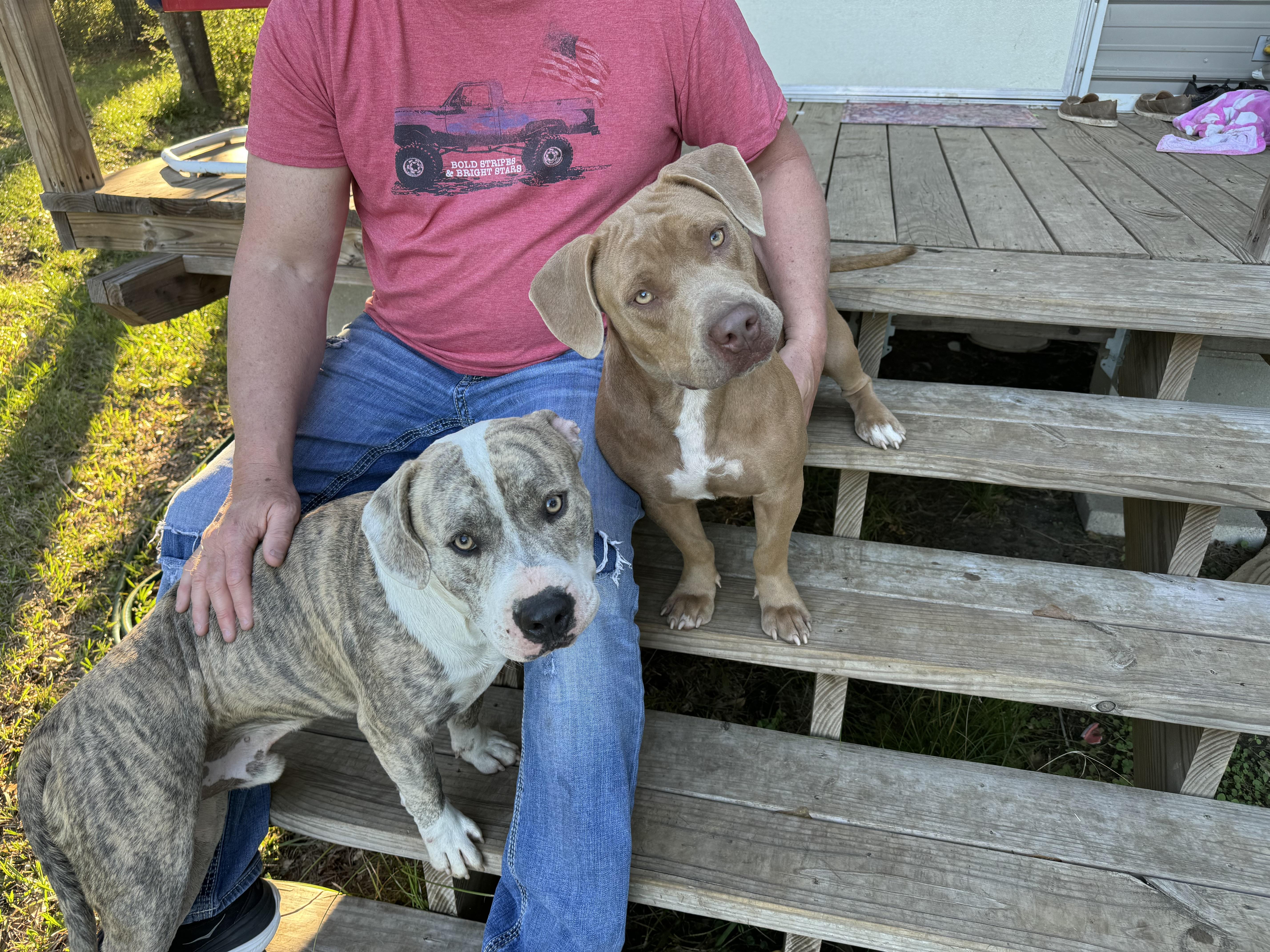 Ollie, a Adoptable American Bully in Manvel, TX image 2/5