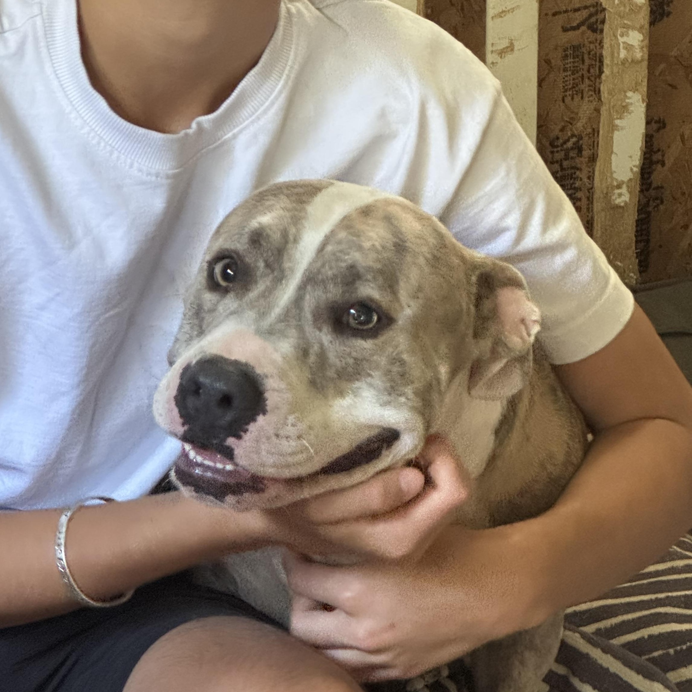 Ollie, a Adoptable American Bully in Manvel, TX image 3/5