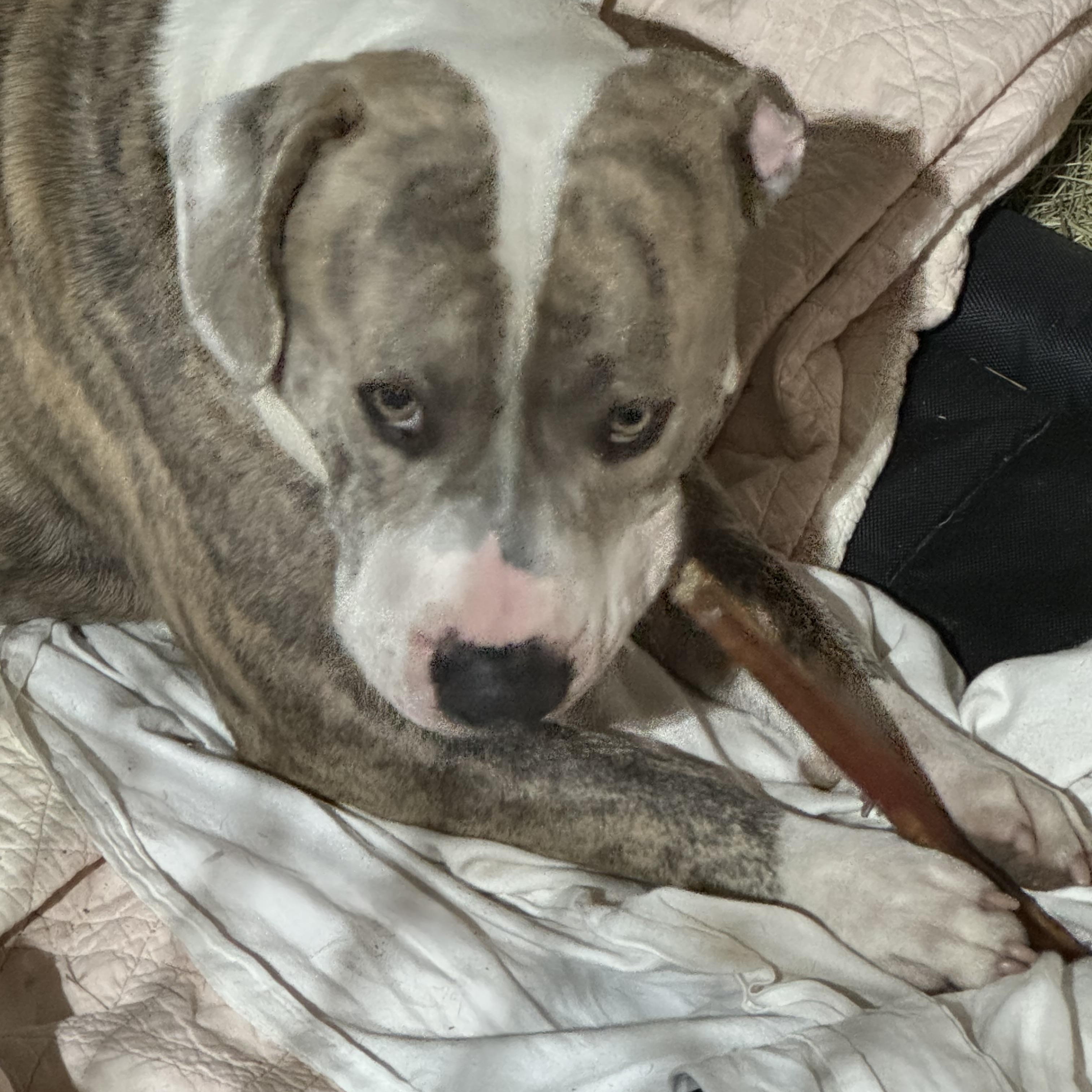 Ollie, a Adoptable American Bully in Manvel, TX image 4/5