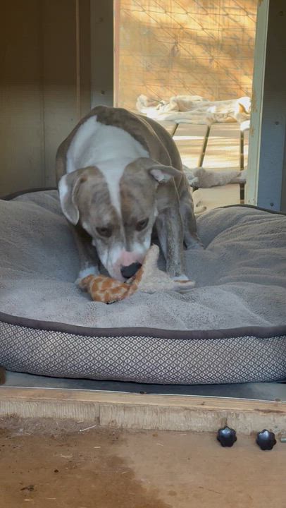 Enlarge Ollie, a Adoptable American Bully in Manvel, TX video 5/5