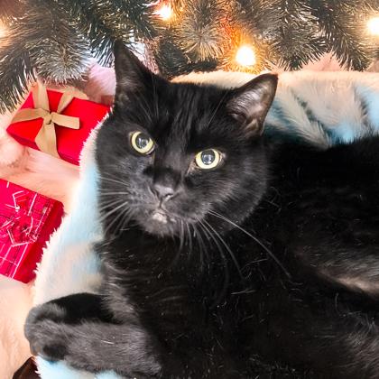 Bill, Adoptable, Senior Male Bombay & Domestic Short Hair.