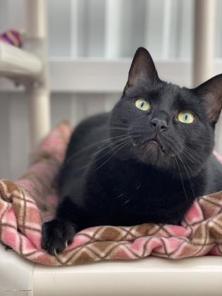 Enlarge Bill, a Adoptable mixed breed in Camano Island, WA image 2/3