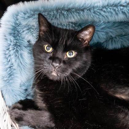 Bill, Adoptable, Senior Male Bombay & Domestic Short Hair.