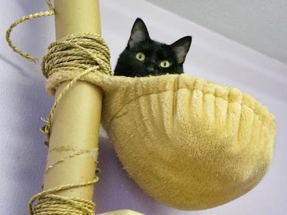 Enlarge Bill, a Adoptable mixed breed in Camano Island, WA image 3/3