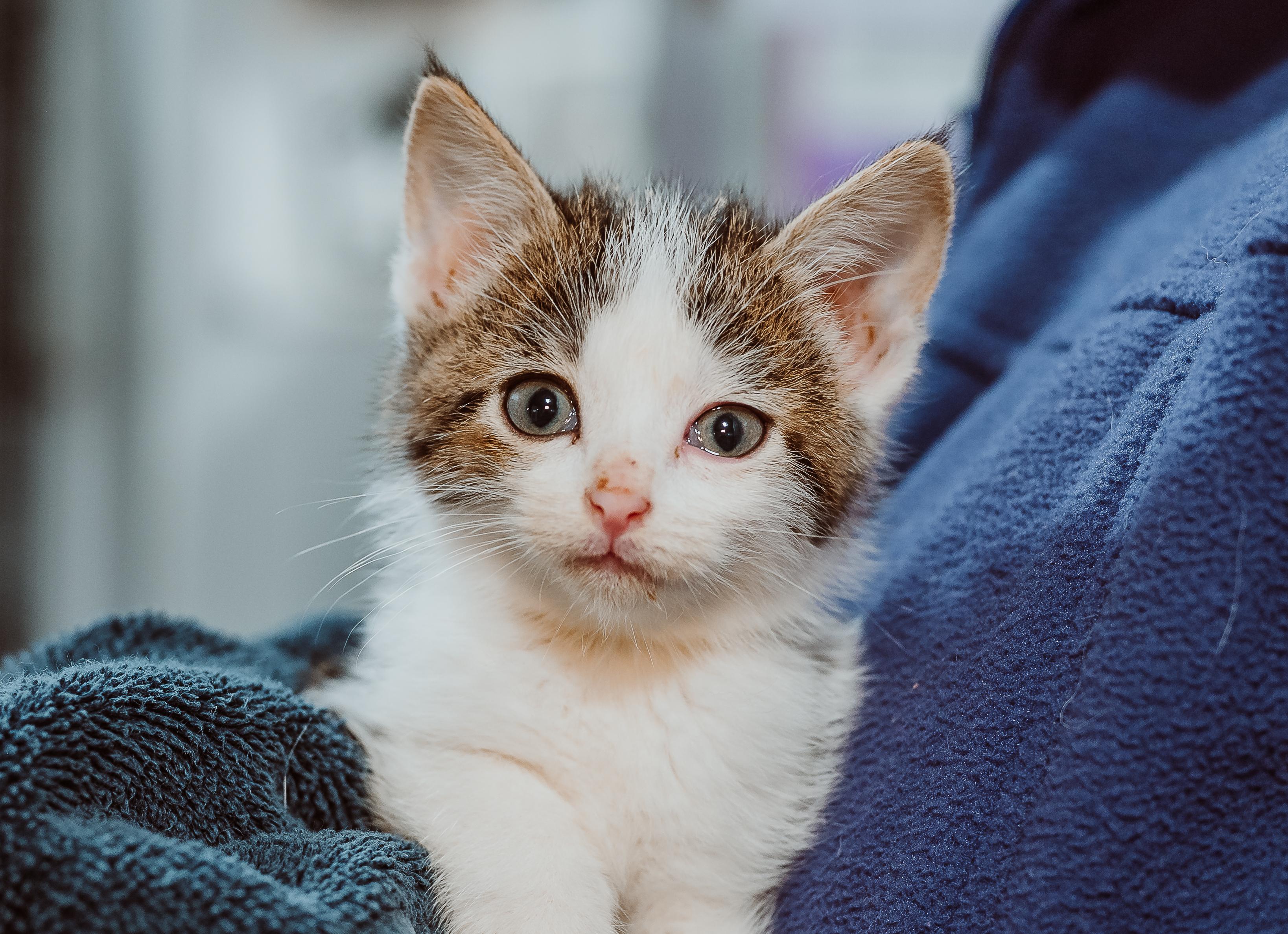 Glenda (Yellow Collar)