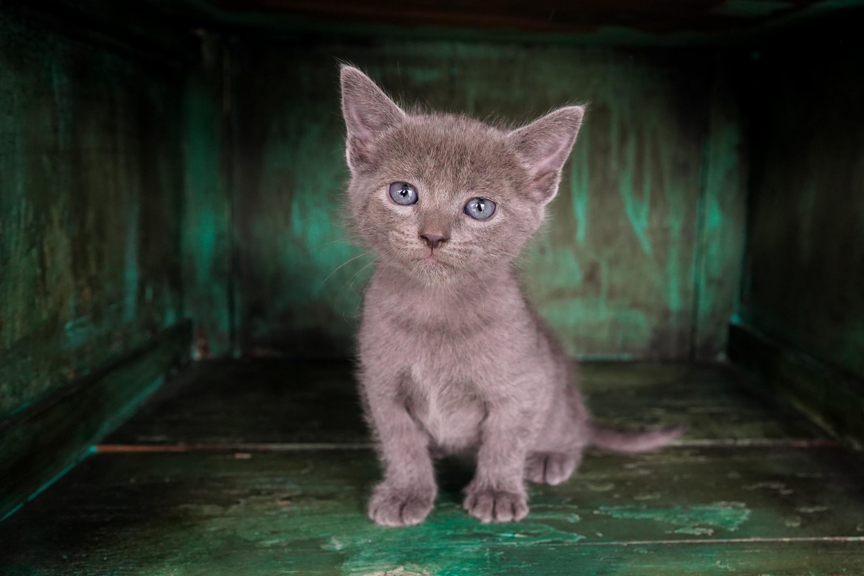 Enlarge Birdy, an adopted Domestic Short Hair in San Antonio, TX image 1/4