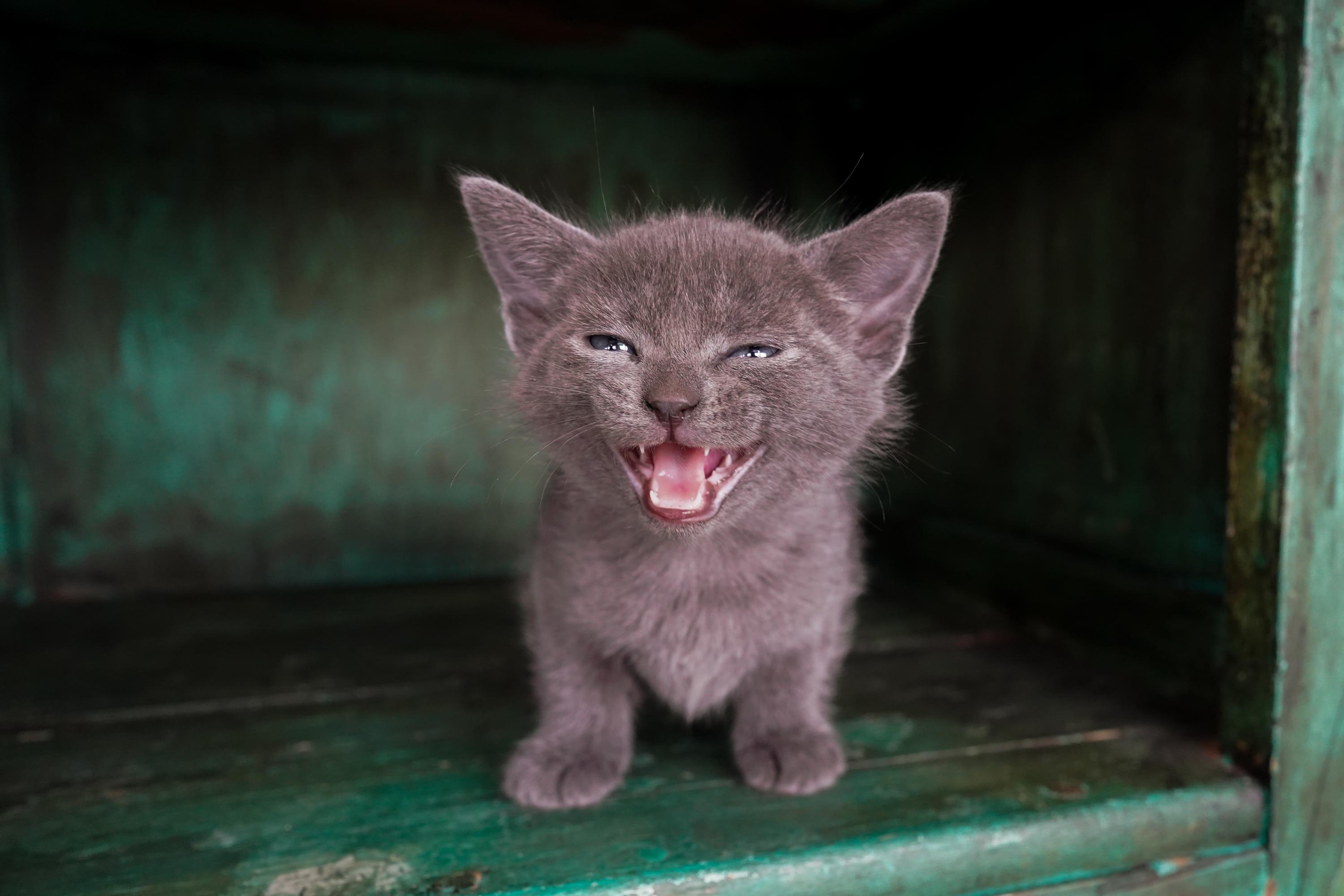 Enlarge Birdy, an adopted Domestic Short Hair in San Antonio, TX image 3/4