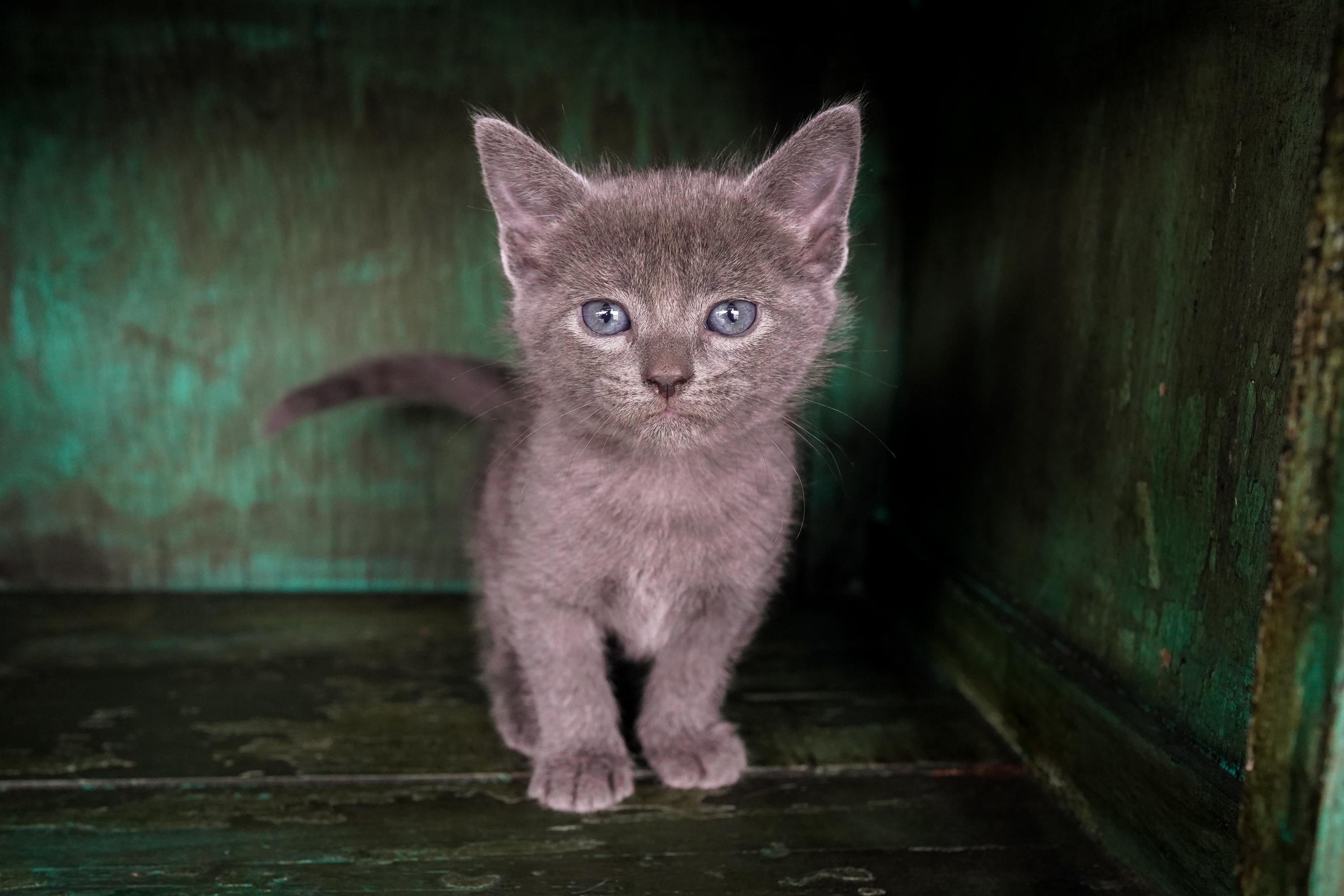 Enlarge Birdy, an adopted Domestic Short Hair in San Antonio, TX image 4/4