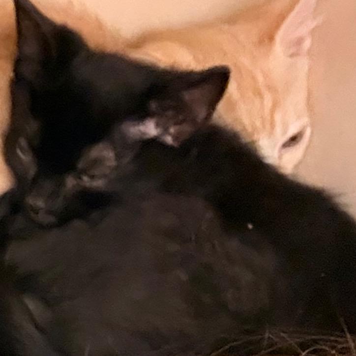 Lena A26-035, Adoptable, Kitten Female Domestic Medium Hair.