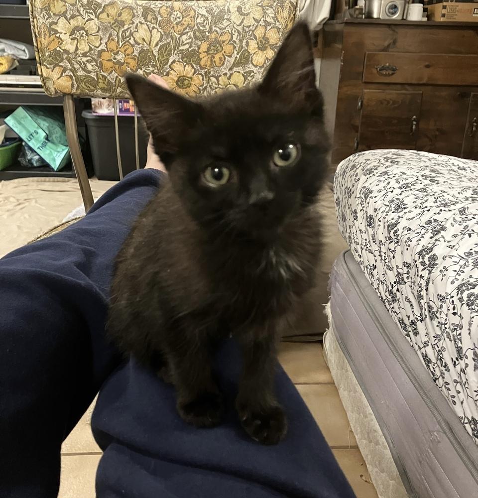 Enlarge Brownie , a ADOPTABLE Domestic Short Hair in China Township, MI image 2/4