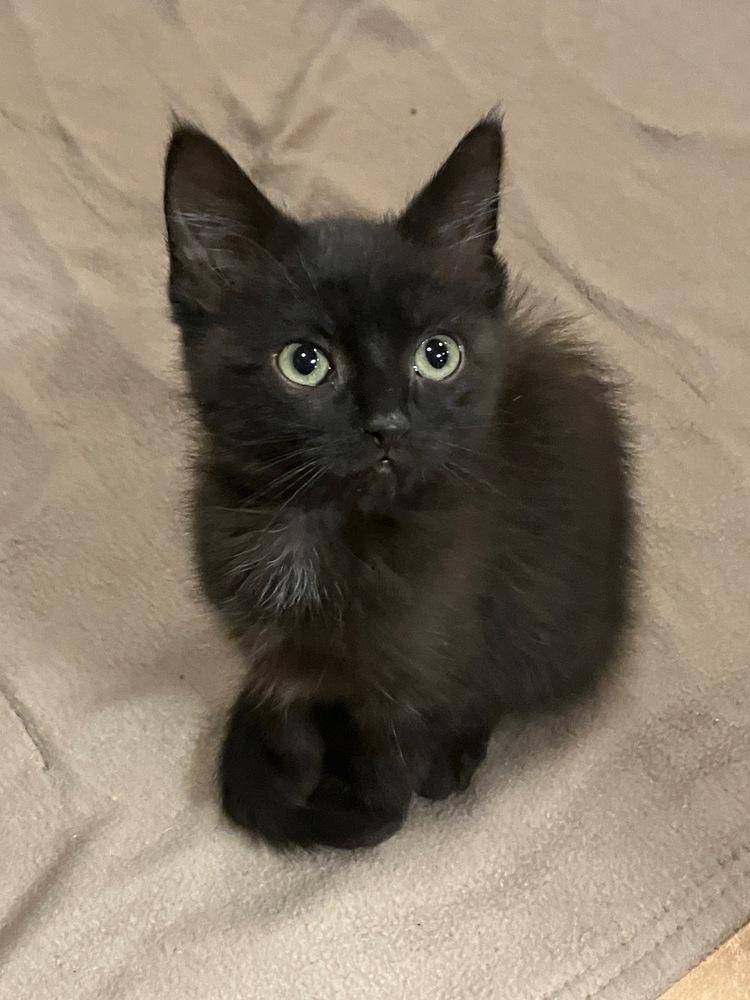 Enlarge Brownie , a ADOPTABLE Domestic Short Hair in China Township, MI image 1/4