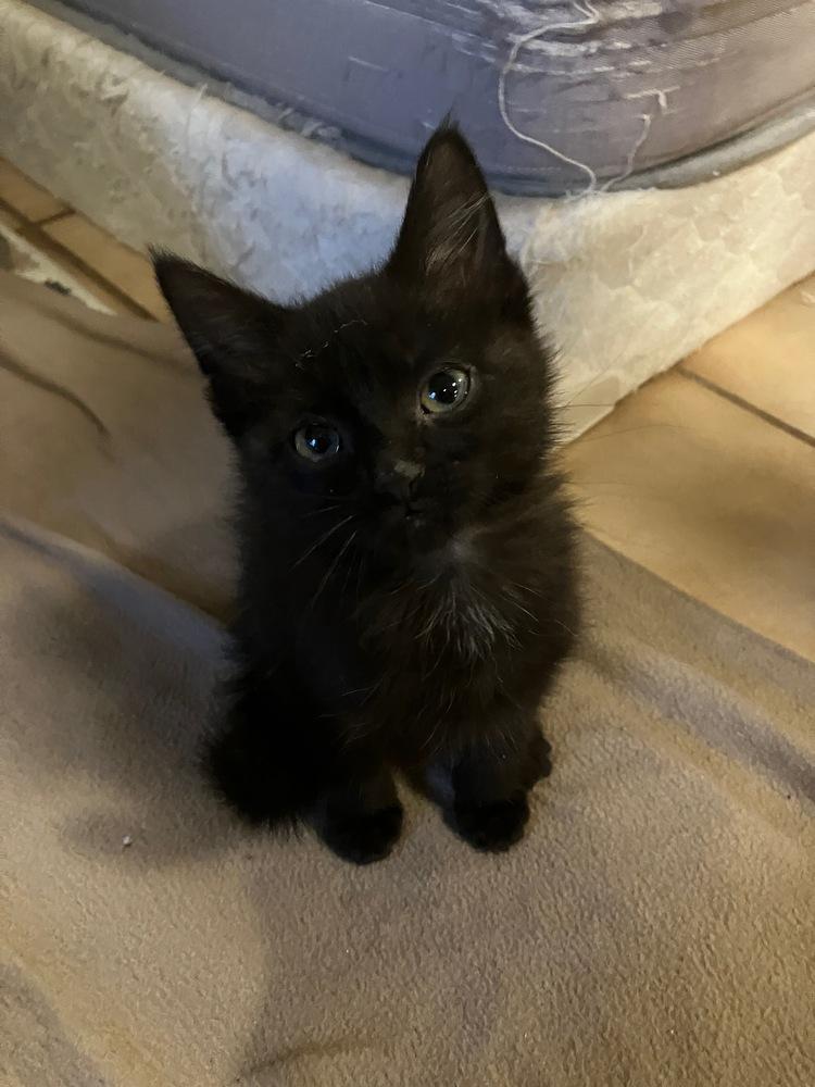 Enlarge Brownie , a ADOPTABLE Domestic Short Hair in China Township, MI image 4/4