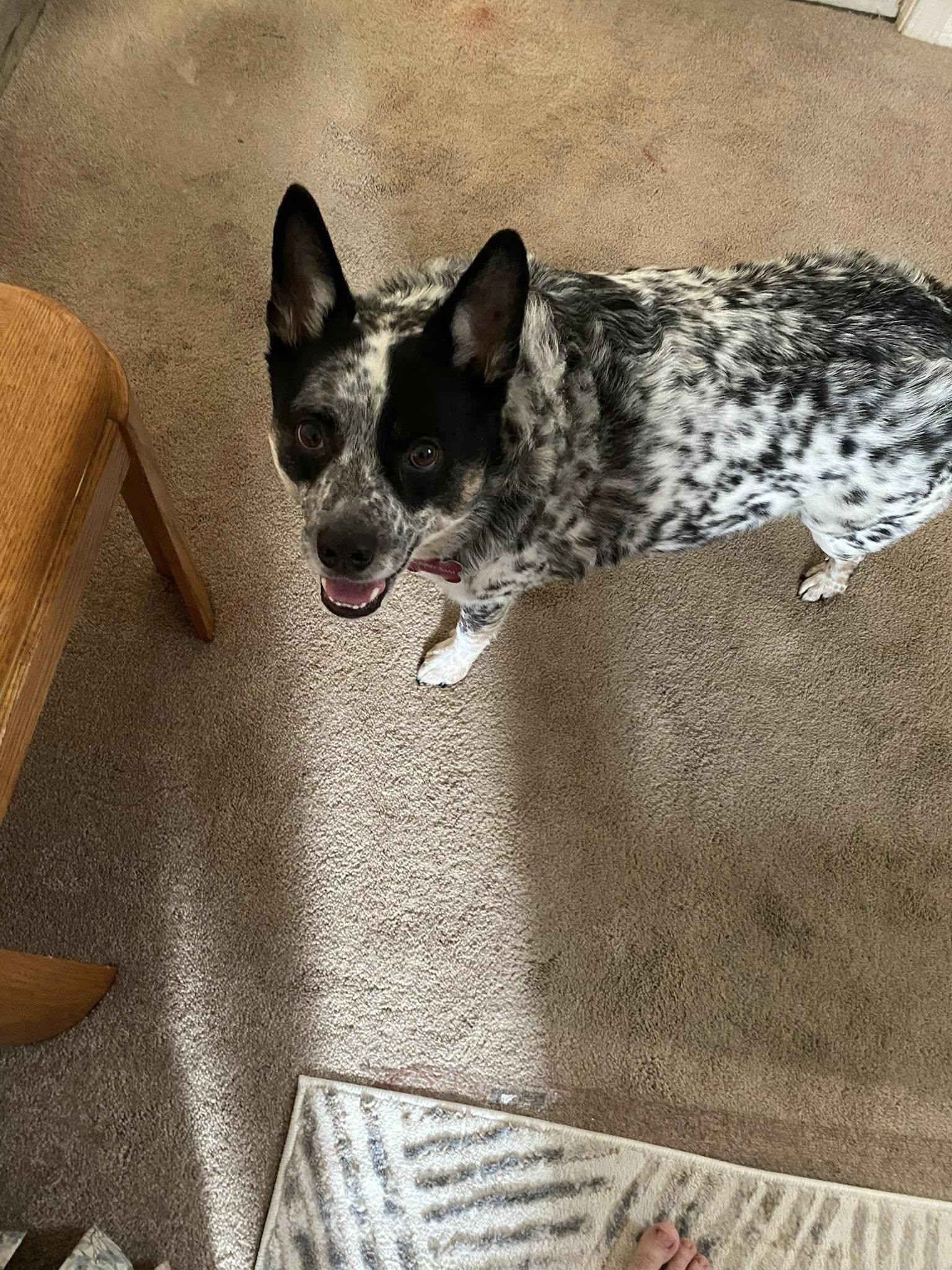 Enlarge Sammy, a ADOPTABLE Australian Cattle Dog / Blue Heeler in PENSACOLA, FL image 1/2