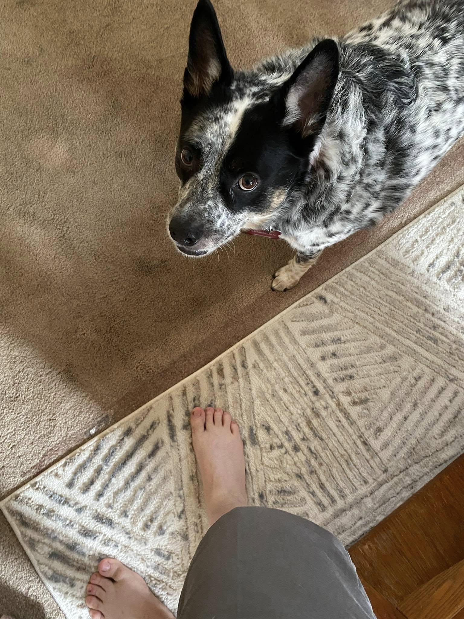 Enlarge Sammy, a ADOPTABLE Australian Cattle Dog / Blue Heeler in PENSACOLA, FL image 2/2