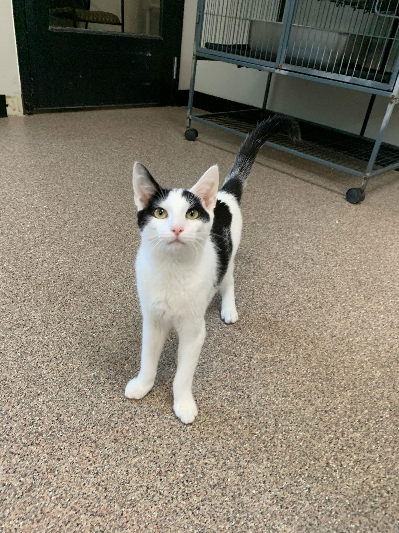 Arnold, Adoptable, Kitten Male Domestic Short Hair.