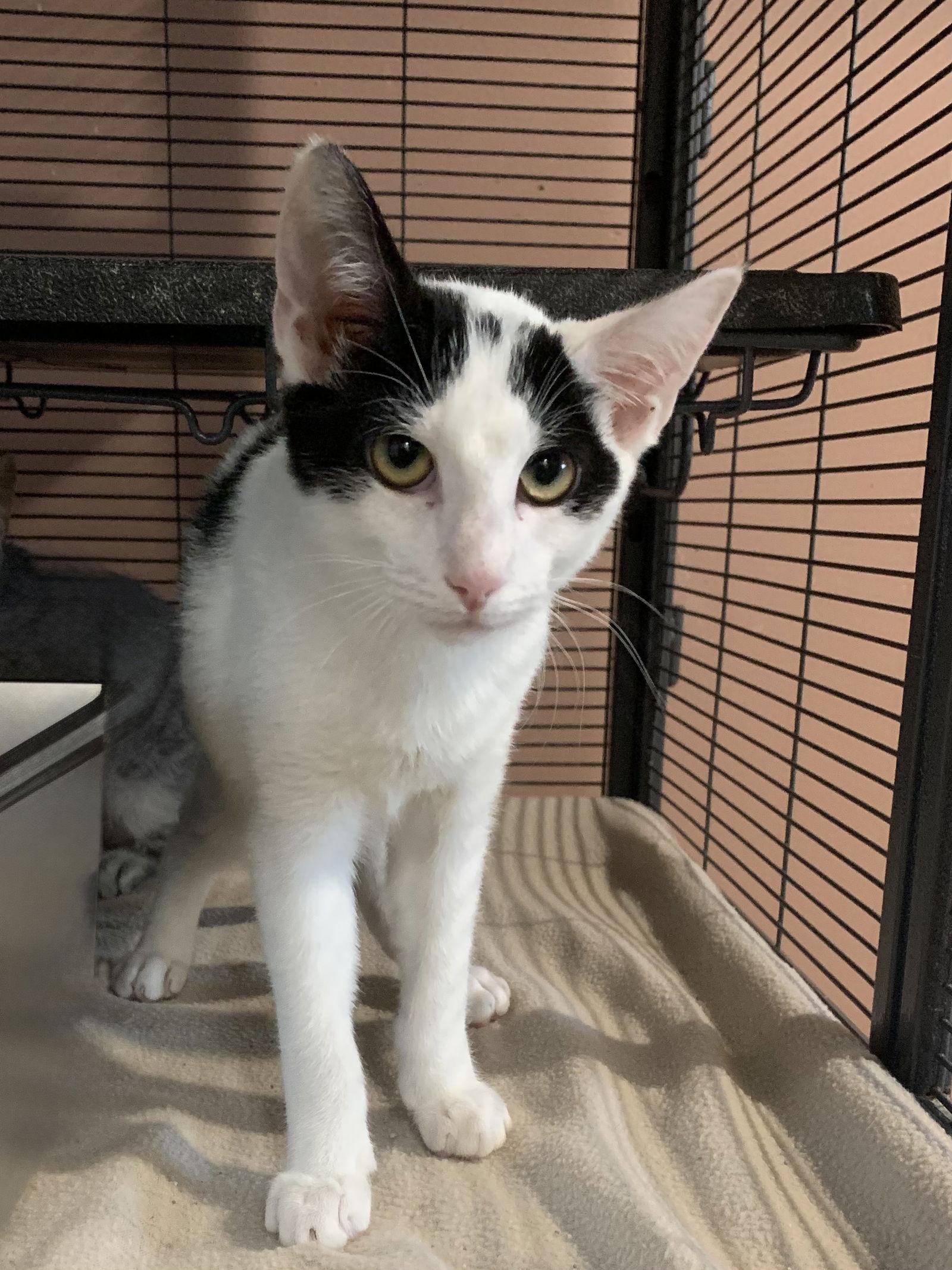 Enlarge Arnold, a Adoptable Domestic Short Hair in Sanford, FL image 2/3