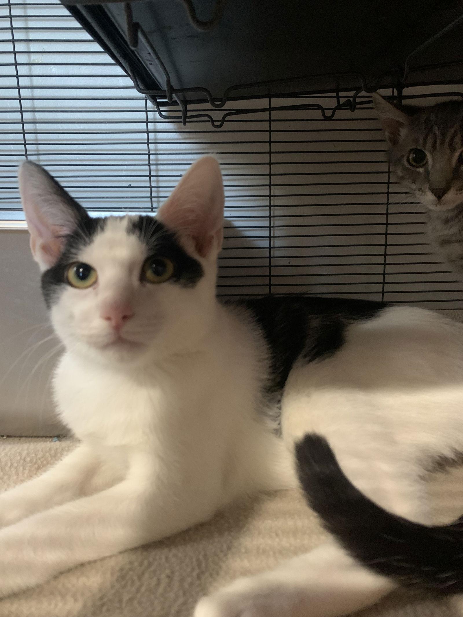 Enlarge Arnold, a Adoptable Domestic Short Hair in Sanford, FL image 3/3