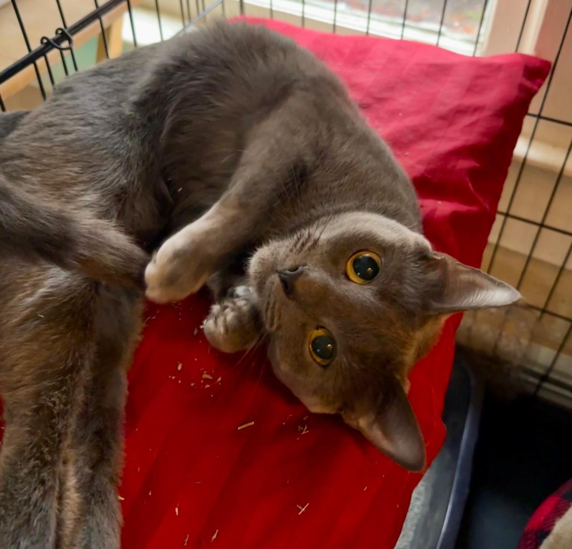 Nadia, ADOPTABLE, Adult Female Domestic Short Hair.