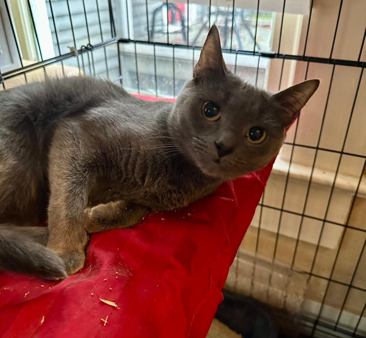 Nadia, a ADOPTABLE Domestic Short Hair in Statesboro, GA image 2/2