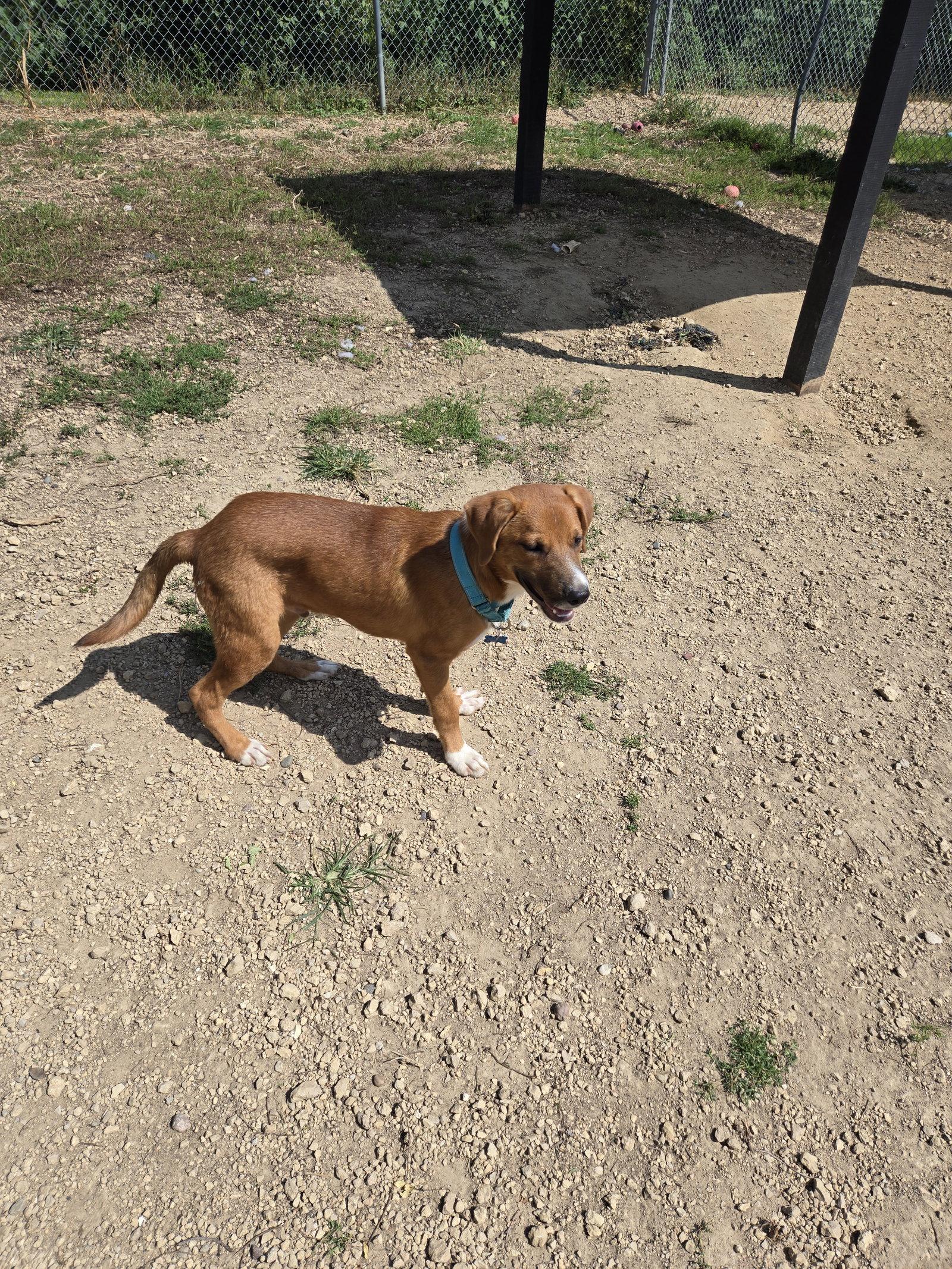 Jack, Adoptable, Young Male Mixed Breed.