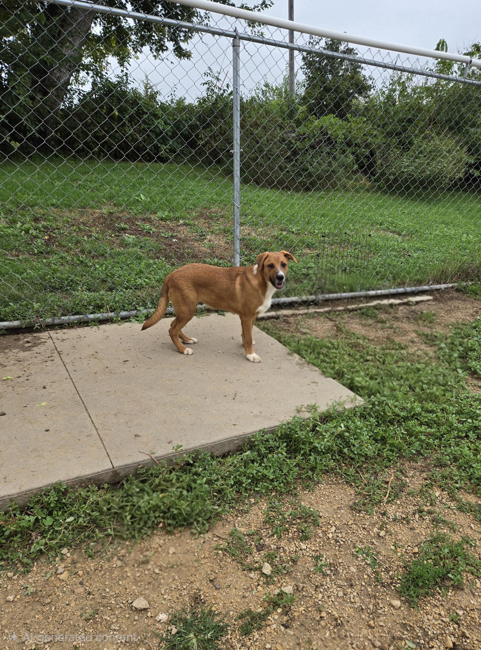 Enlarge Jack, a Adoptable Mixed Breed in Maquoketa, IA image 3/3
