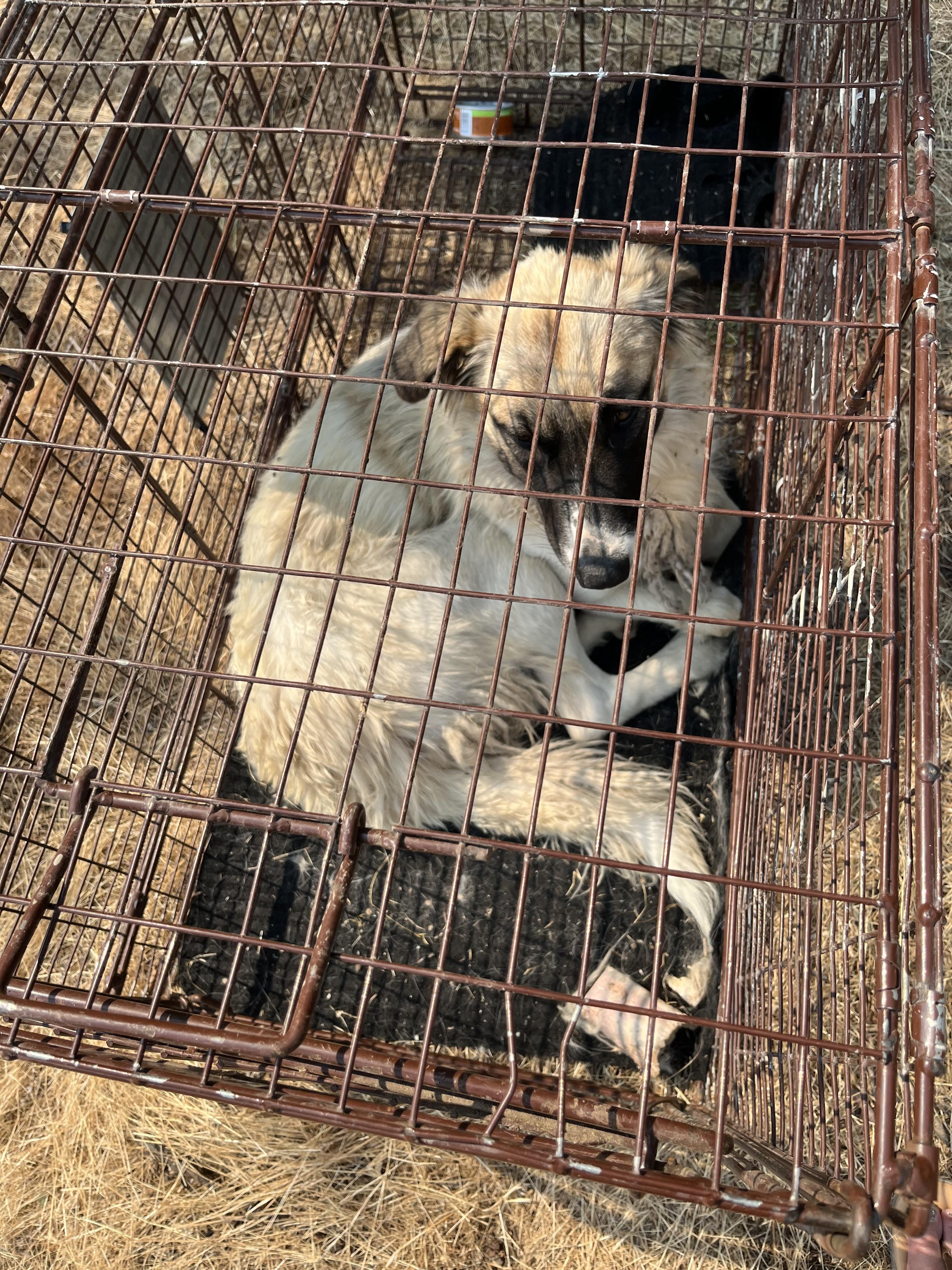 Enlarge MERLOT nka ANNIE, a Adopted Anatolian Shepherd in Jerome, ID image 1/6